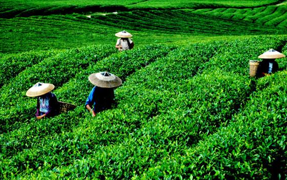 茶葉溯源系統 茶葉溯源系統